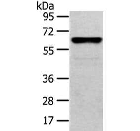 CLK2 Antibody from Signalway Antibody (43405) - Antibodies.com