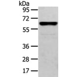 CLK2 Antibody from Signalway Antibody (43405) - Antibodies.com