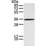 NEK7 Antibody from Signalway Antibody (43407) - Antibodies.com