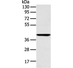 E2F1 Antibody from Signalway Antibody (43456) - Antibodies.com