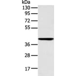 E2F1 Antibody from Signalway Antibody (43456) - Antibodies.com