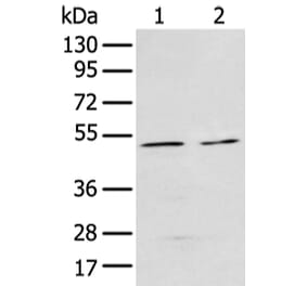 E2F3 Antibody from Signalway Antibody (43472) - Antibodies.com