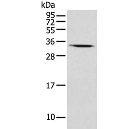 USE1 Antibody from Signalway Antibody (43550) - Antibodies.com