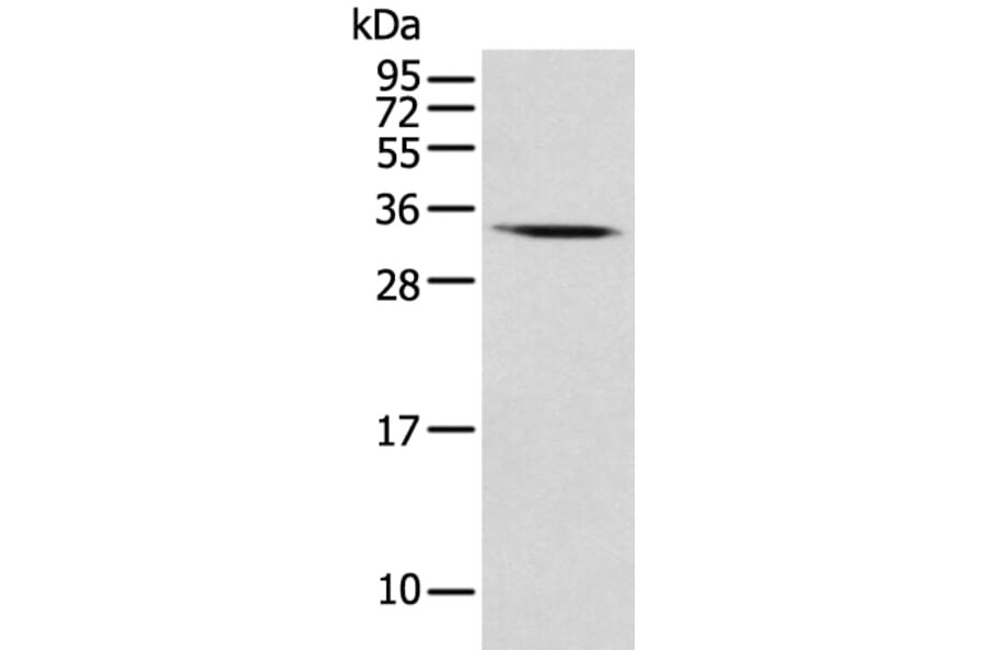 USE1 Antibody from Signalway Antibody (43550) - Antibodies.com