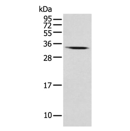 USE1 Antibody from Signalway Antibody (43550) - Antibodies.com