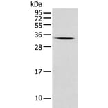USE1 Antibody from Signalway Antibody (43550) - Antibodies.com