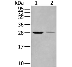 WBP1 Antibody from Signalway Antibody (43589) - Antibodies.com