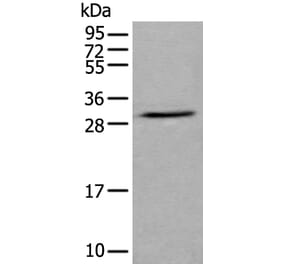 GZMH Antibody from Signalway Antibody (43676) - Antibodies.com