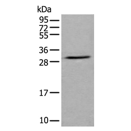 GZMH Antibody from Signalway Antibody (43676) - Antibodies.com