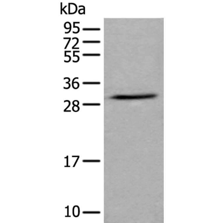 GZMH Antibody from Signalway Antibody (43676) - Antibodies.com