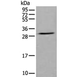 GZMH Antibody from Signalway Antibody (43676) - Antibodies.com