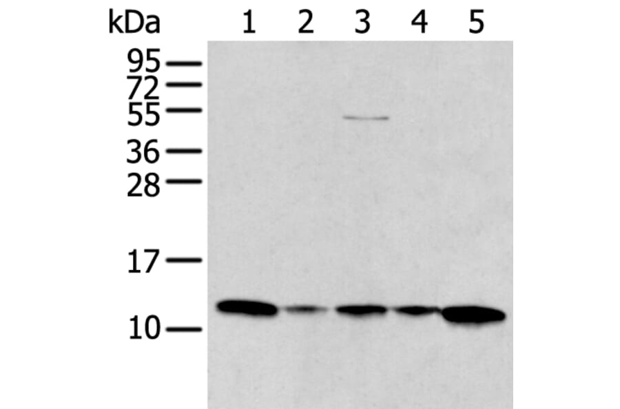 CCL1 Antibody from Signalway Antibody (43769) - Antibodies.com
