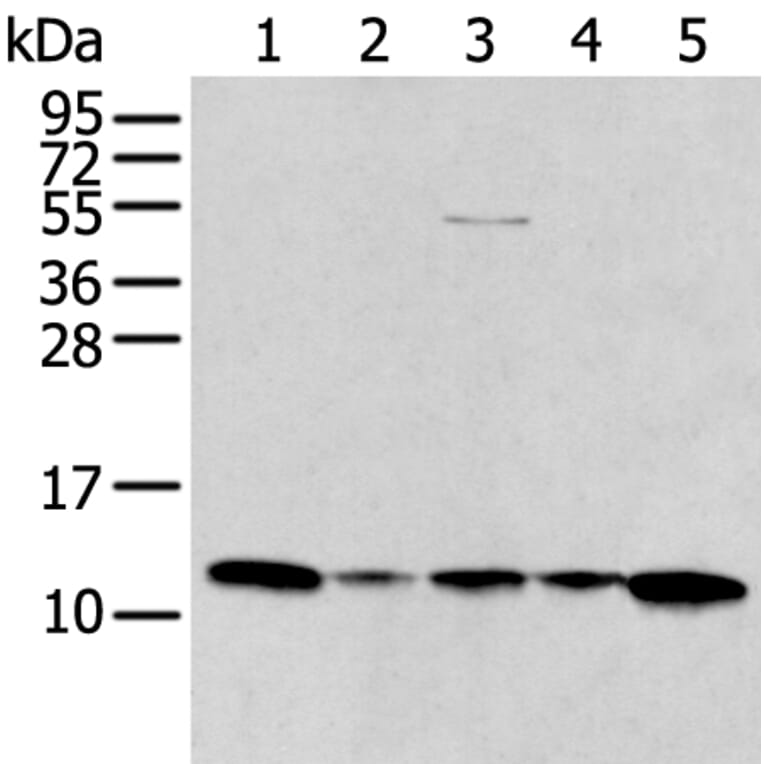 CCL1 Antibody from Signalway Antibody (43769) - Antibodies.com