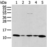 CCL1 Antibody from Signalway Antibody (43769) - Antibodies.com