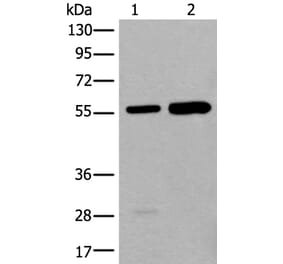 ATE1 Antibody from Signalway Antibody (43840) - Antibodies.com
