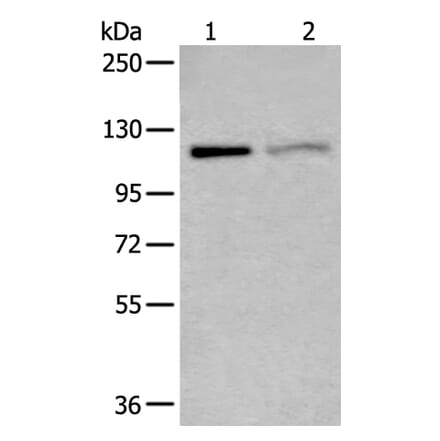 MCM9 Antibody from Signalway Antibody (43876) - Antibodies.com