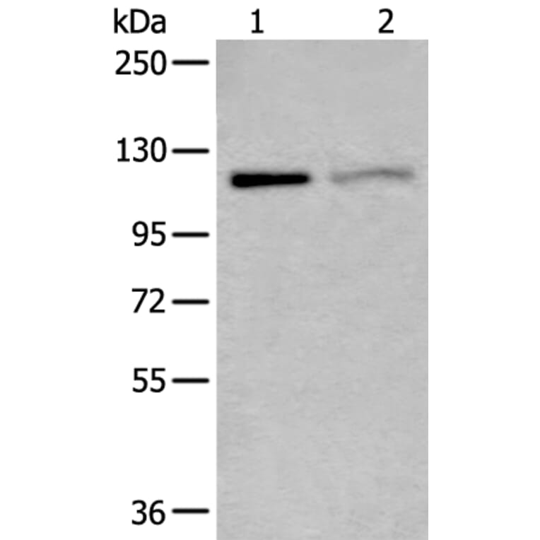 MCM9 Antibody from Signalway Antibody (43876) - Antibodies.com