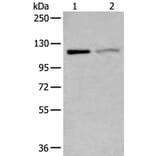 MCM9 Antibody from Signalway Antibody (43876) - Antibodies.com
