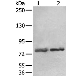 AOC3 Antibody from Signalway Antibody (43880) - Antibodies.com