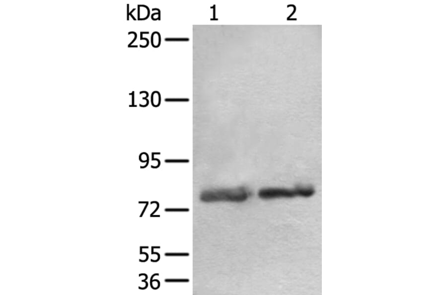 AOC3 Antibody from Signalway Antibody (43880) - Antibodies.com