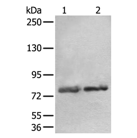 AOC3 Antibody from Signalway Antibody (43880) - Antibodies.com