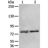 AOC3 Antibody from Signalway Antibody (43880) - Antibodies.com