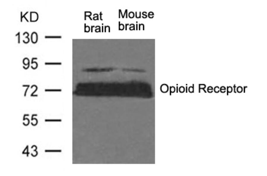 Western blot - Opioid Receptor (Ab-375) Antibody from Signalway Antibody (21313) - Antibodies.com