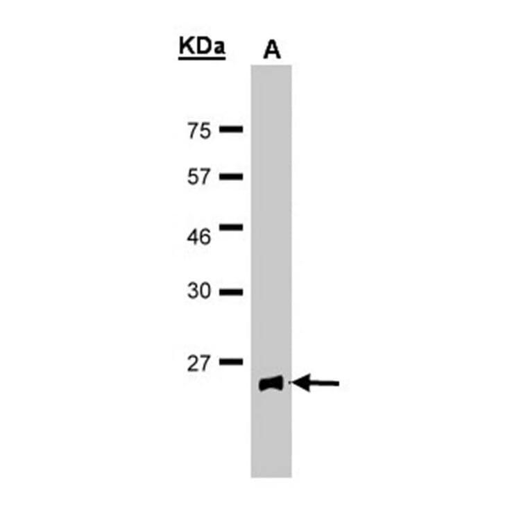 Glutathione Peroxidase 2 antibody from Signalway Antibody (22858) - Antibodies.com