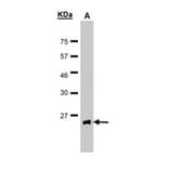Glutathione Peroxidase 2 antibody from Signalway Antibody (22858) - Antibodies.com