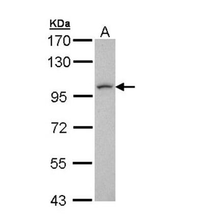 leucine zipper protein 1 antibody from Signalway Antibody (23080) - Antibodies.com