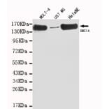 SMC1A (C-term) Monoclonal Antibody from Signalway Antibody (27023) - Antibodies.com