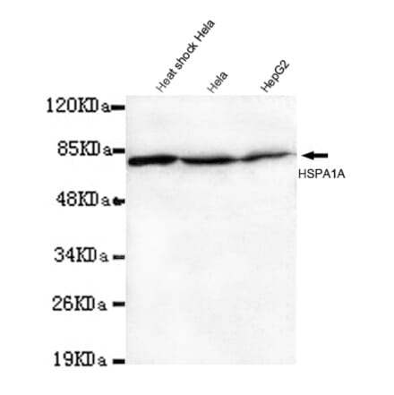 Hsp70 (N-term) Monoclonal Antibody from Signalway Antibody (27029) - Antibodies.com