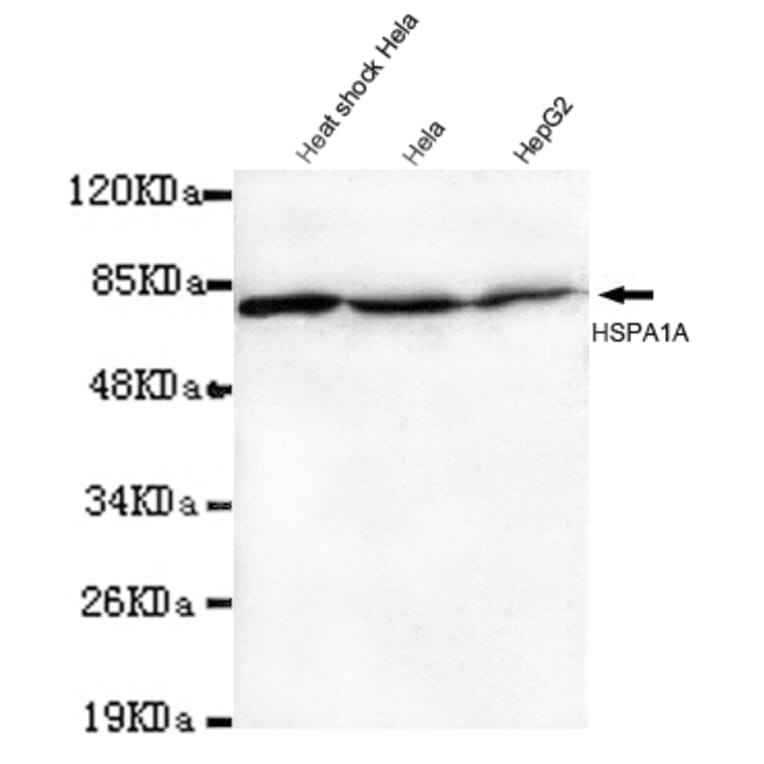 Hsp70 (N-term) Monoclonal Antibody from Signalway Antibody (27029) - Antibodies.com
