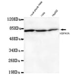 Hsp70 (N-term) Monoclonal Antibody from Signalway Antibody (27029) - Antibodies.com