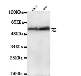 AKT1 ( C-term) Monoclonal Antibody from Signalway Antibody (27038) - Antibodies.com