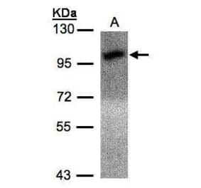 Calcium Sensing Receptor Antibody from Signalway Antibody (35338) - Antibodies.com