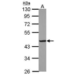 Creatine kinase (muscle) Antibody from Signalway Antibody (35413) - Antibodies.com