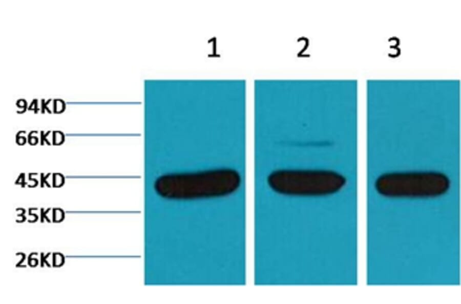 Western blot - β-actin Mouse Monoclonal Antibody from Signalway Antibody (38069) - Antibodies.com