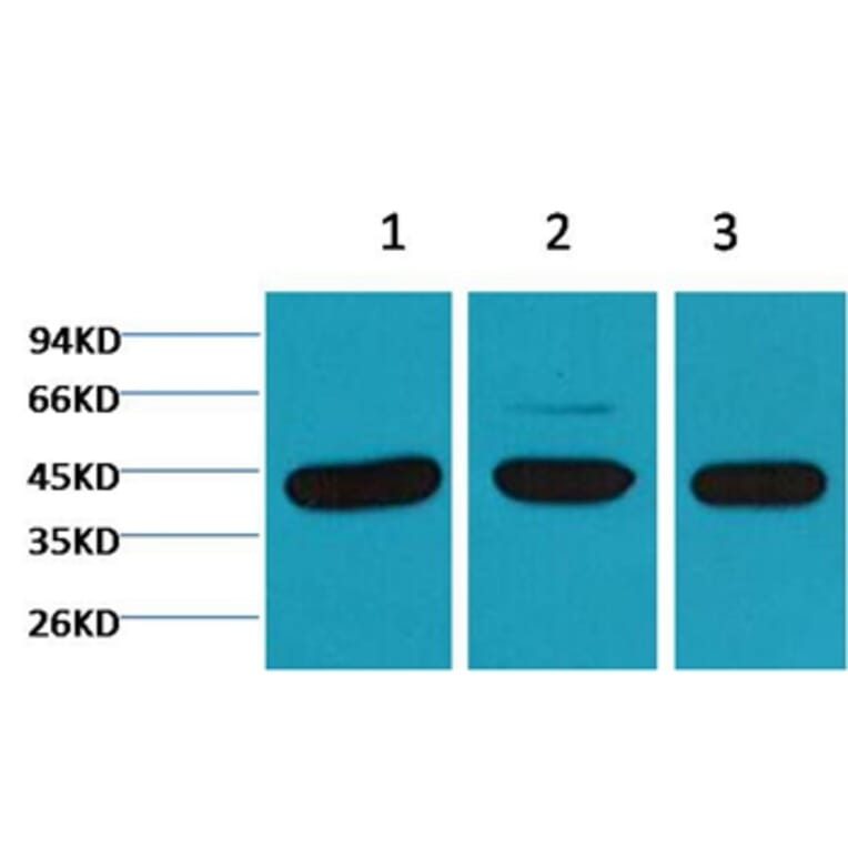 Western blot - β-actin Mouse Monoclonal Antibody from Signalway Antibody (38069) - Antibodies.com