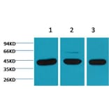 Western blot - β-actin Mouse Monoclonal Antibody from Signalway Antibody (38069) - Antibodies.com