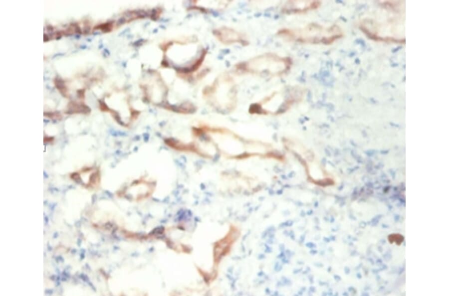 Immunohistochemistry - Alpha-enolase Polyclonal Antibody from Signalway Antibody (42349) - Antibodies.com