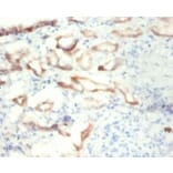 Immunohistochemistry - Alpha-enolase Polyclonal Antibody from Signalway Antibody (42349) - Antibodies.com