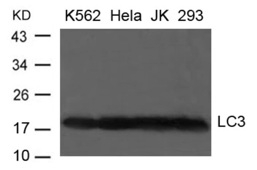 Western blot - LC3 antibody from Signalway Antibody (21400) - Antibodies.com