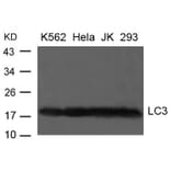 Western blot - LC3 antibody from Signalway Antibody (21400) - Antibodies.com