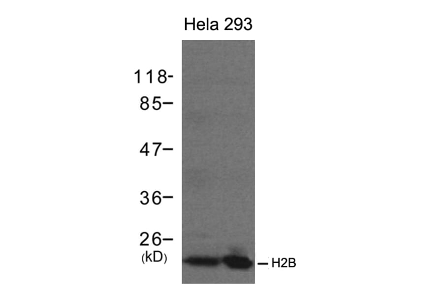 Western blot - H2B Antibody from Signalway Antibody (21417) - Antibodies.com