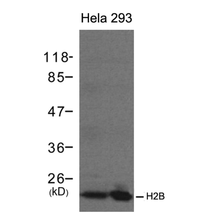 Western blot - H2B Antibody from Signalway Antibody (21417) - Antibodies.com