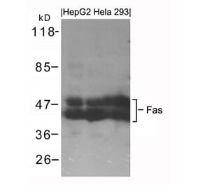 Western blot - Fas Antibody from Signalway Antibody (21419) - Antibodies.com