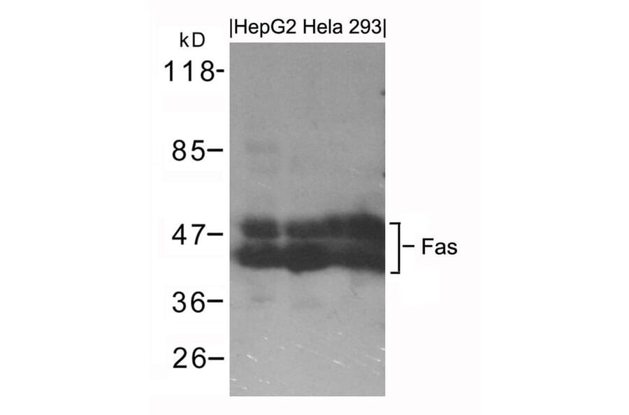Western blot - Fas Antibody from Signalway Antibody (21419) - Antibodies.com