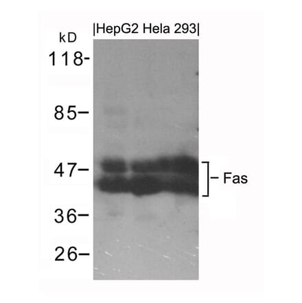 Western blot - Fas Antibody from Signalway Antibody (21419) - Antibodies.com