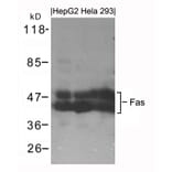 Western blot - Fas Antibody from Signalway Antibody (21419) - Antibodies.com